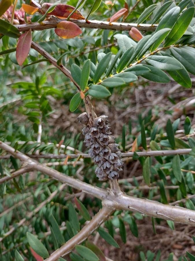 Teebaum 4
