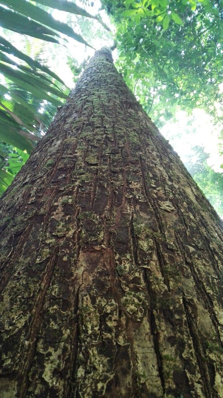 Manilkara 9