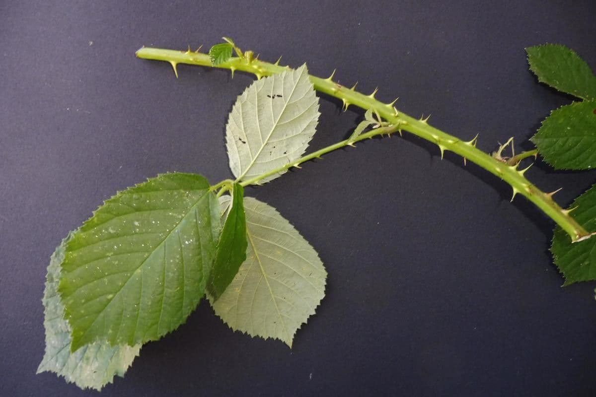 Gefurchte Brombeere 13