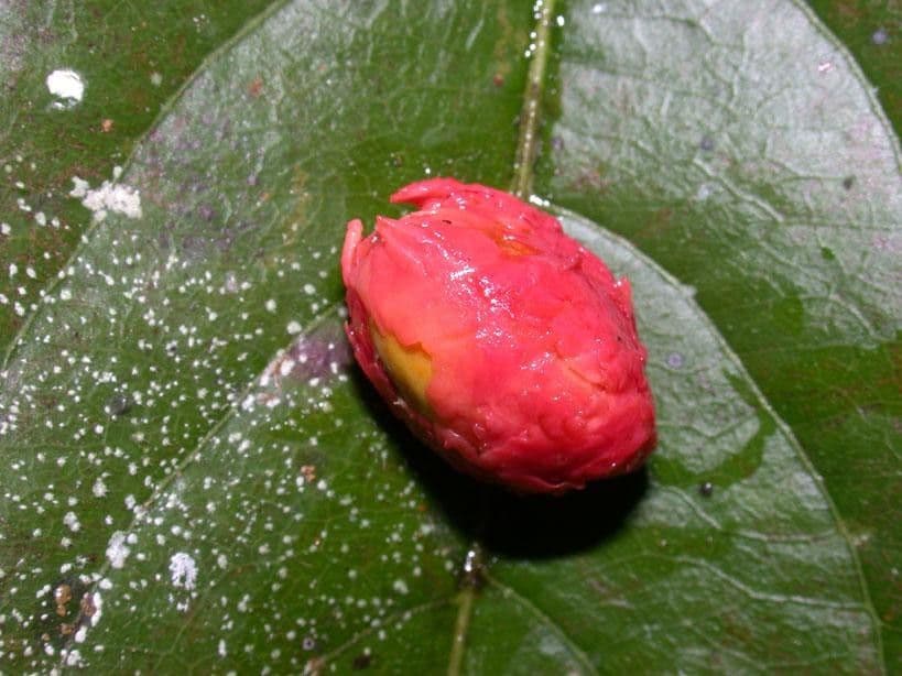 Casearia corymbosa 4