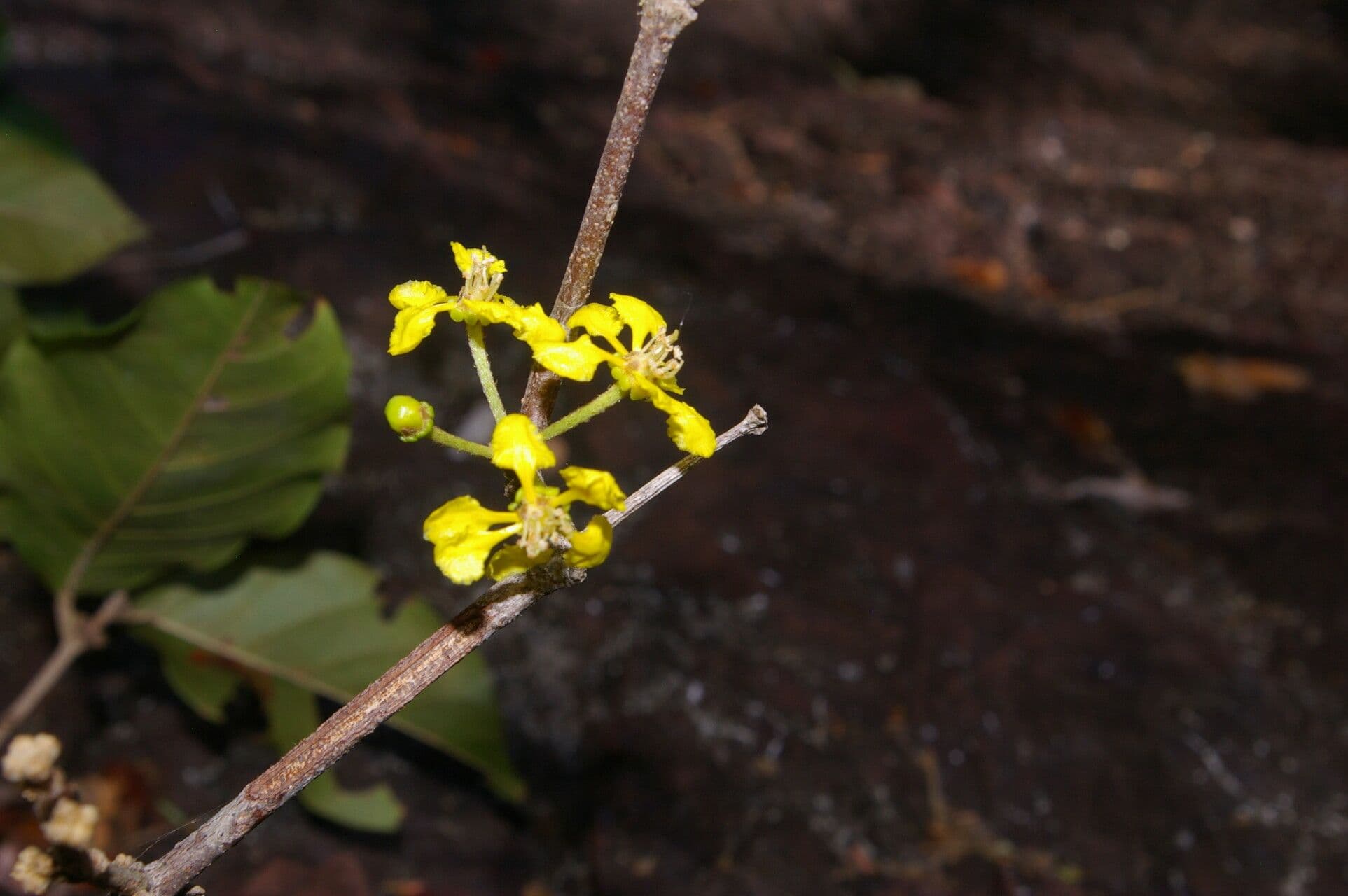 Hiraea reclinata
