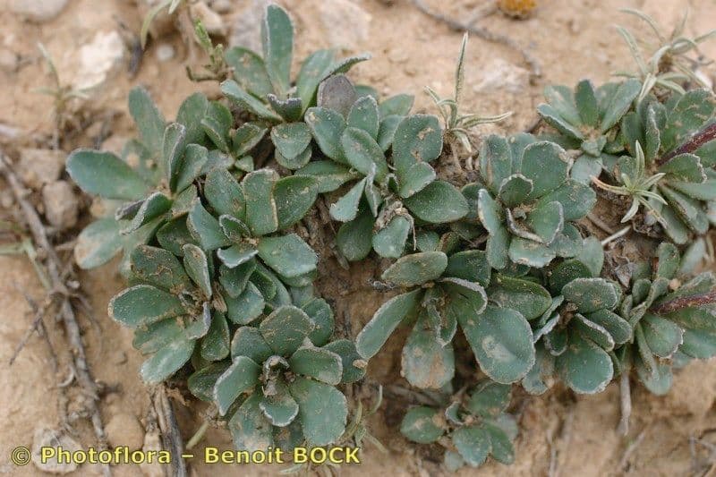 Senecione 4