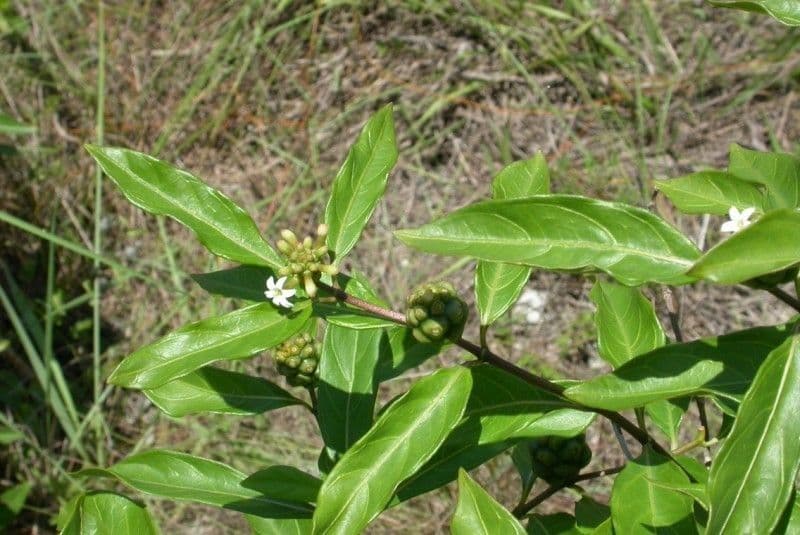 Morinda royoc 10