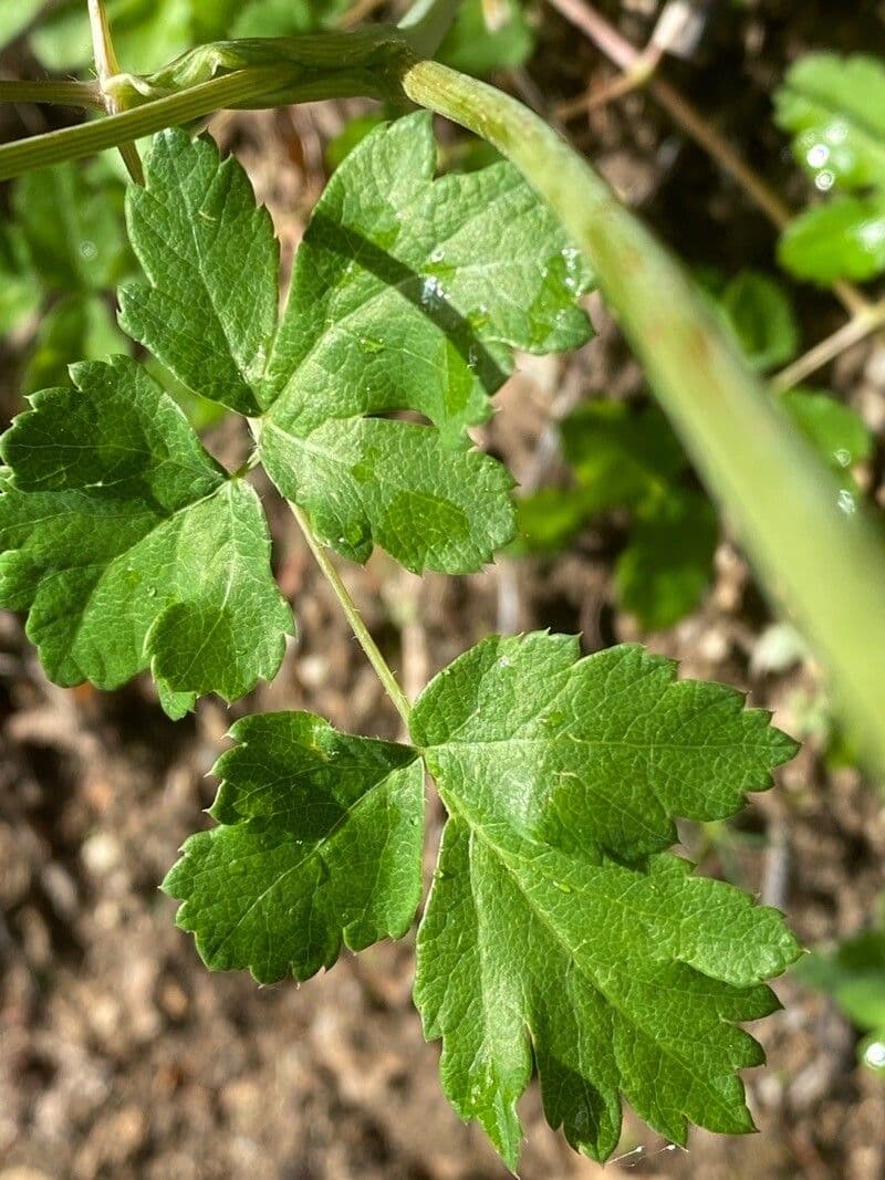 Thapsia Nestlerova 17