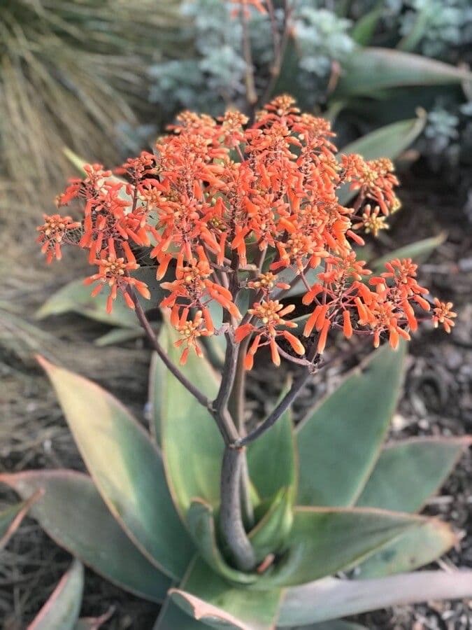 Aloe striata 4