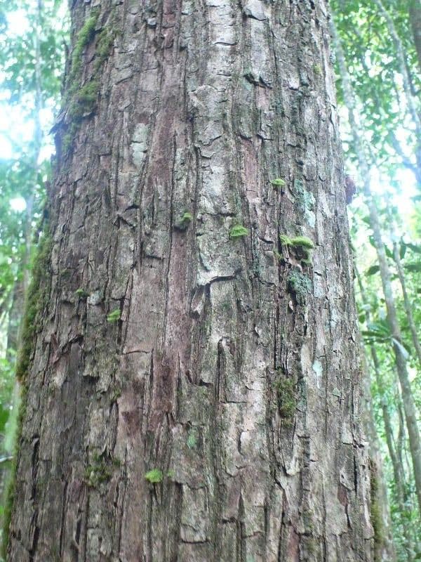 Manilkara 8