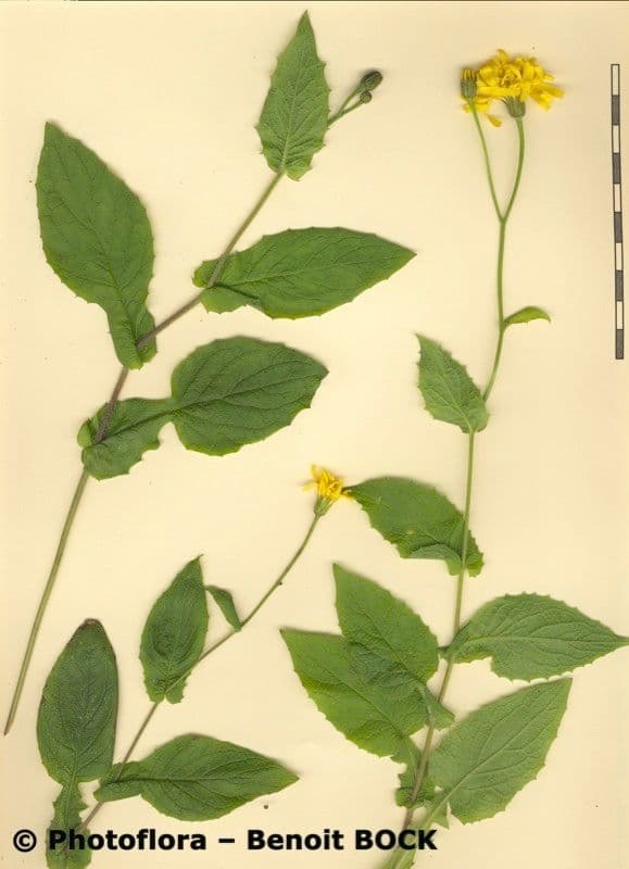 Radicchiella 17