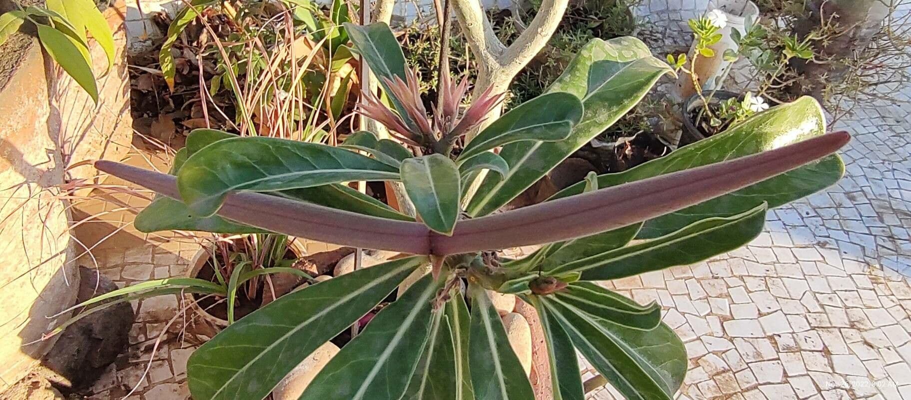 Adenium 2