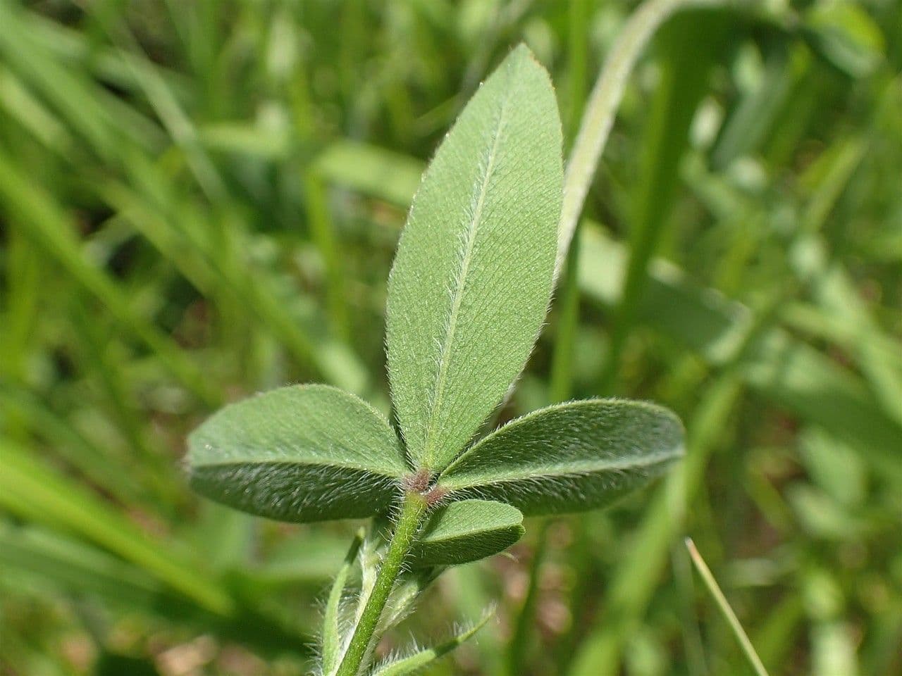 Sulphur clover 17