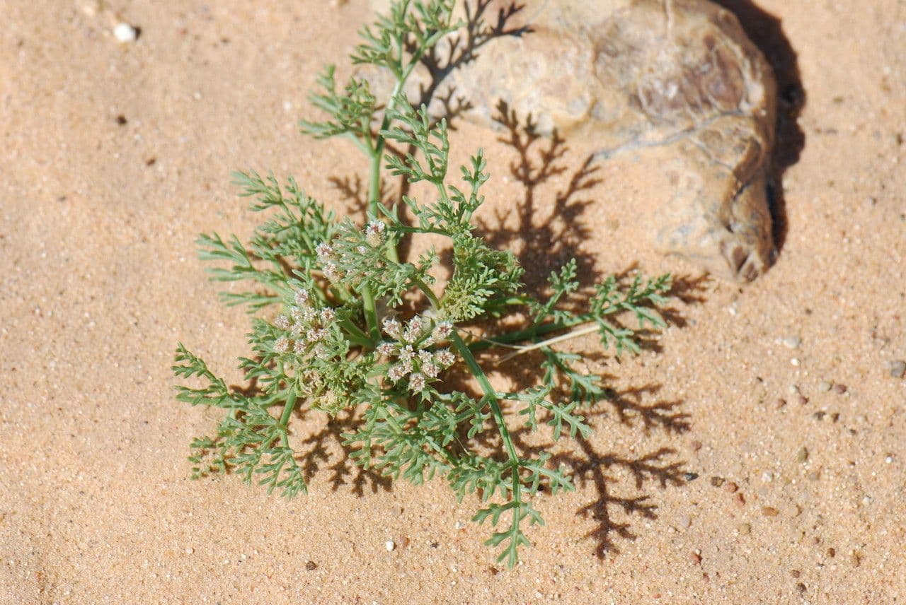 Ammodaucus 17