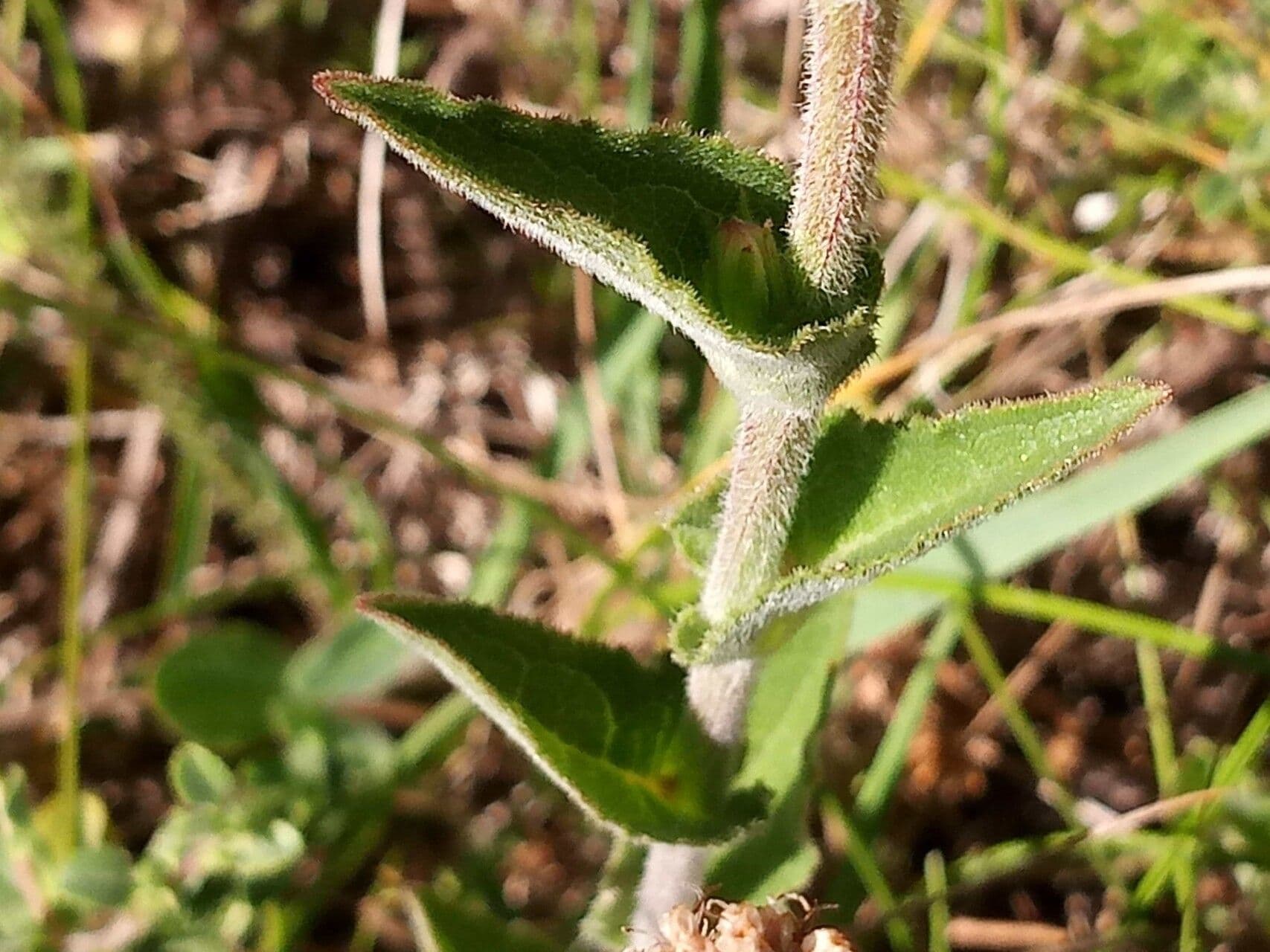 Campanula cervicaria 12