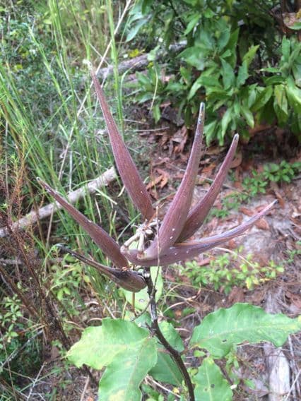 Asclepias variegata 2