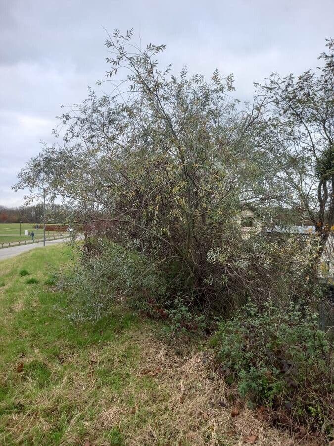 Silber-Weide 14