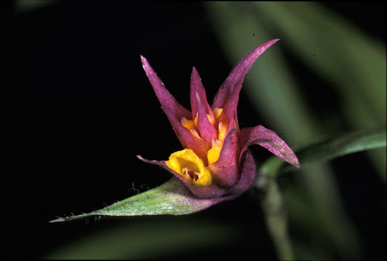 Elleanthus 4