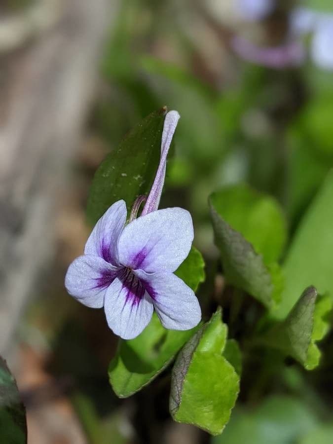 Viola speronata 5