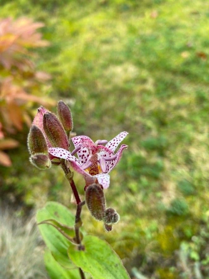 Tricyrtis 7