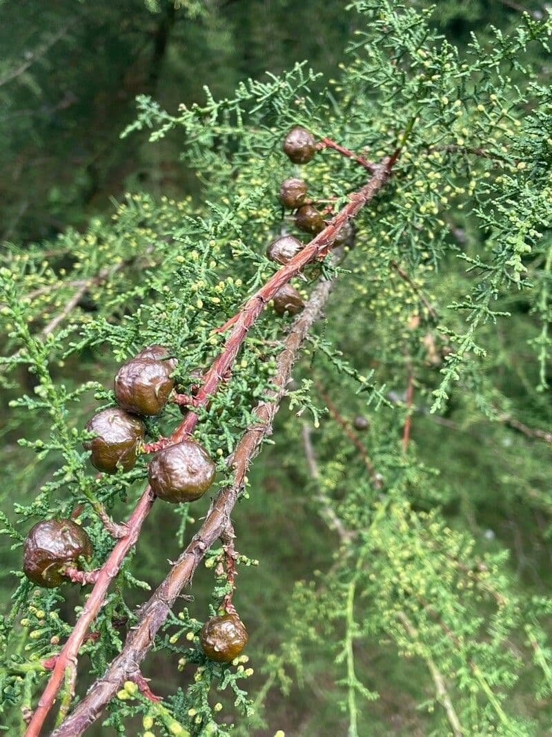 Cipresso di Gowen 5