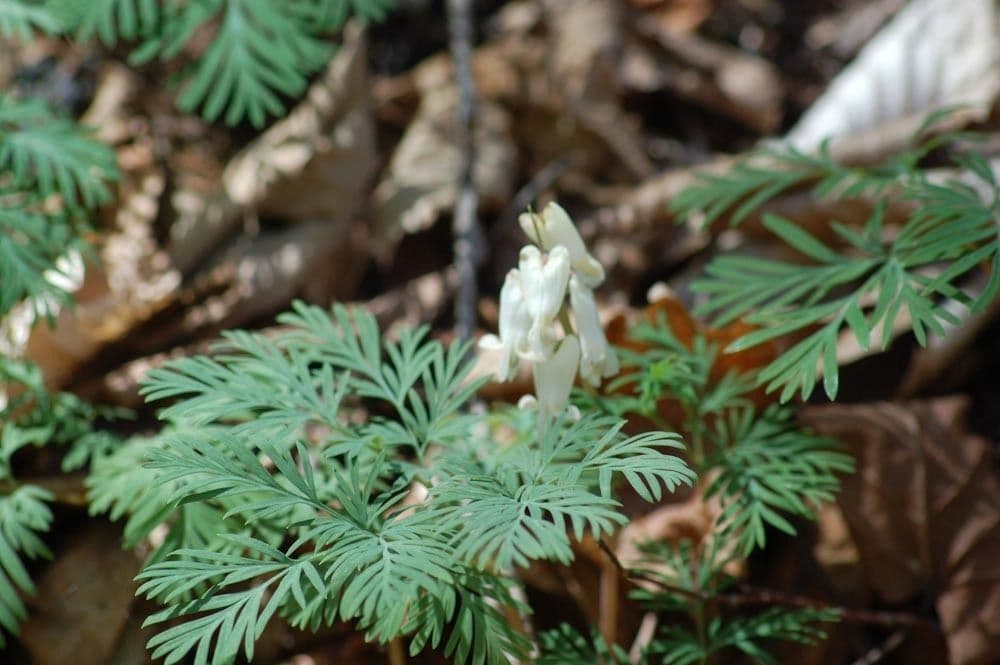 Dicentra canadese 13