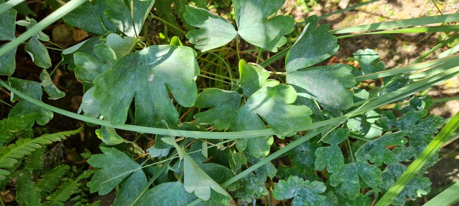 Aquilegia 10