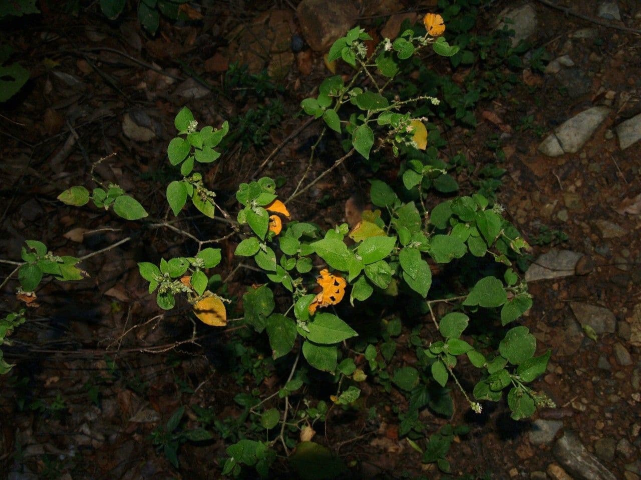 Wimperndrüsen-Croton 9