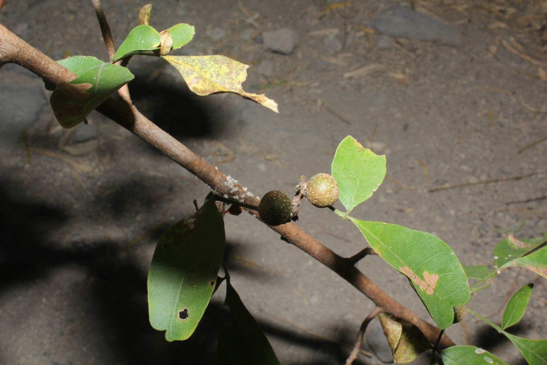 Trichilia