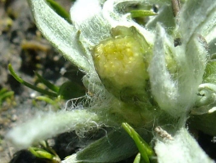 Gnaphalium nano 9
