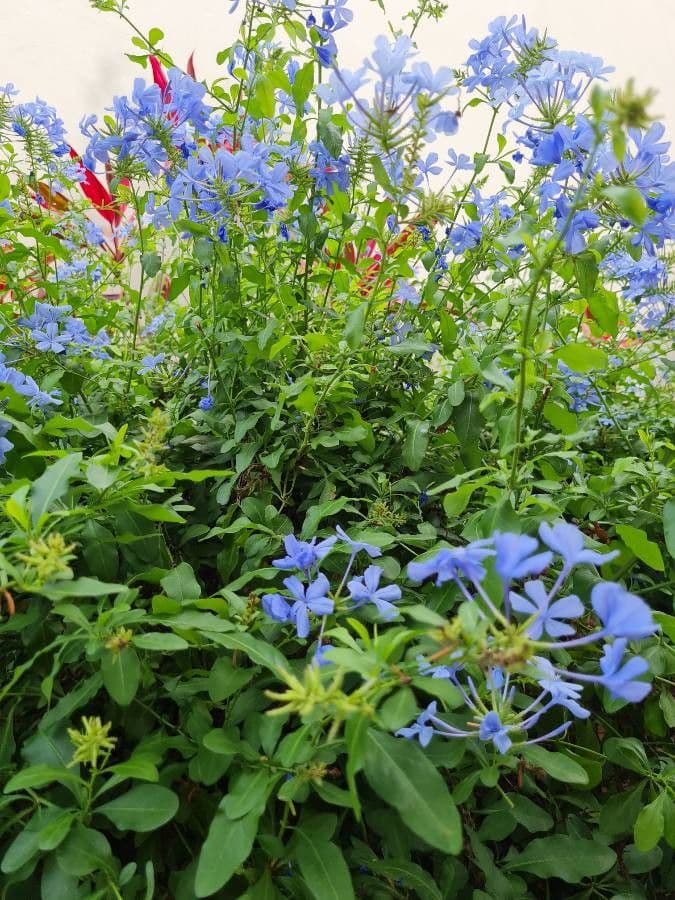 Plumbago zeylanica 10