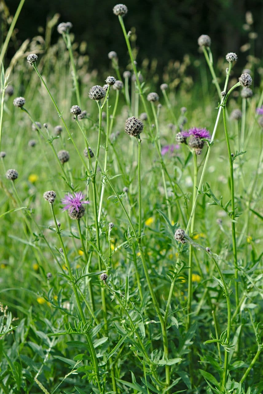 Centaurea vedovina 11