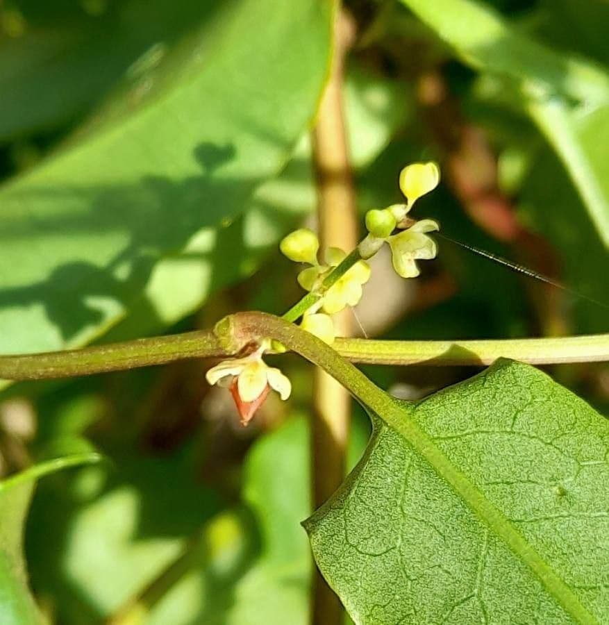 Muehlenbeckia 2
