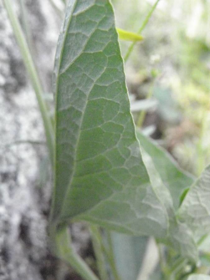 Rostlina 20