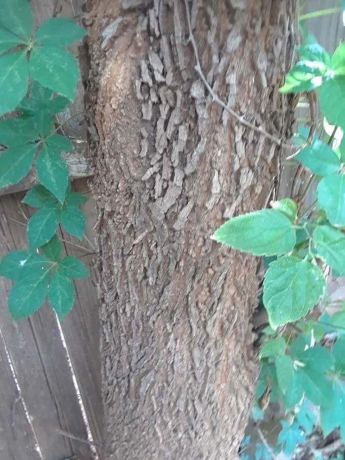 Celtis laevigata 22