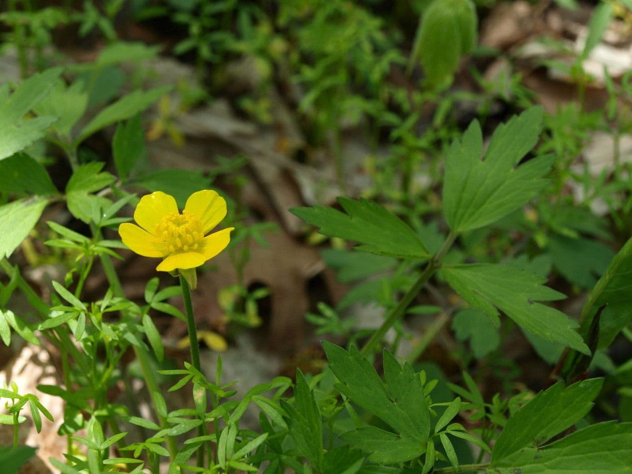 Ranunculus hispidus 10