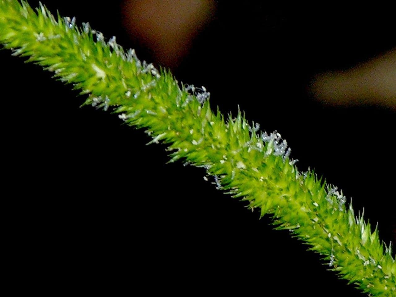 Hymenachne amplexicaulis 13