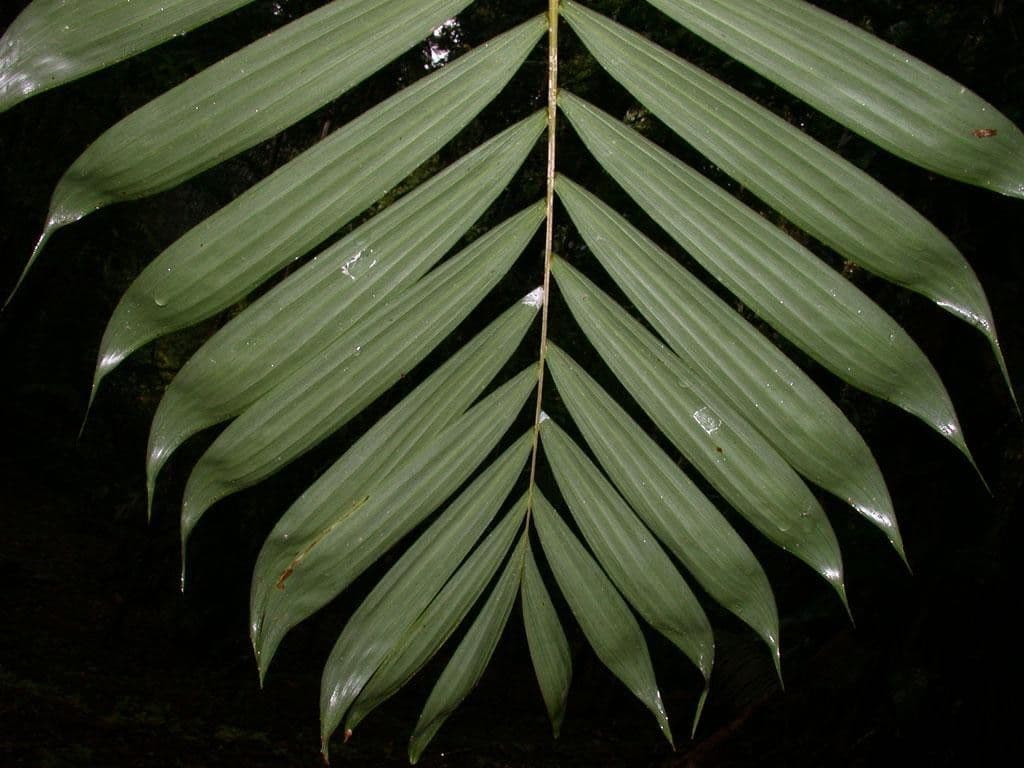 Bactris 8