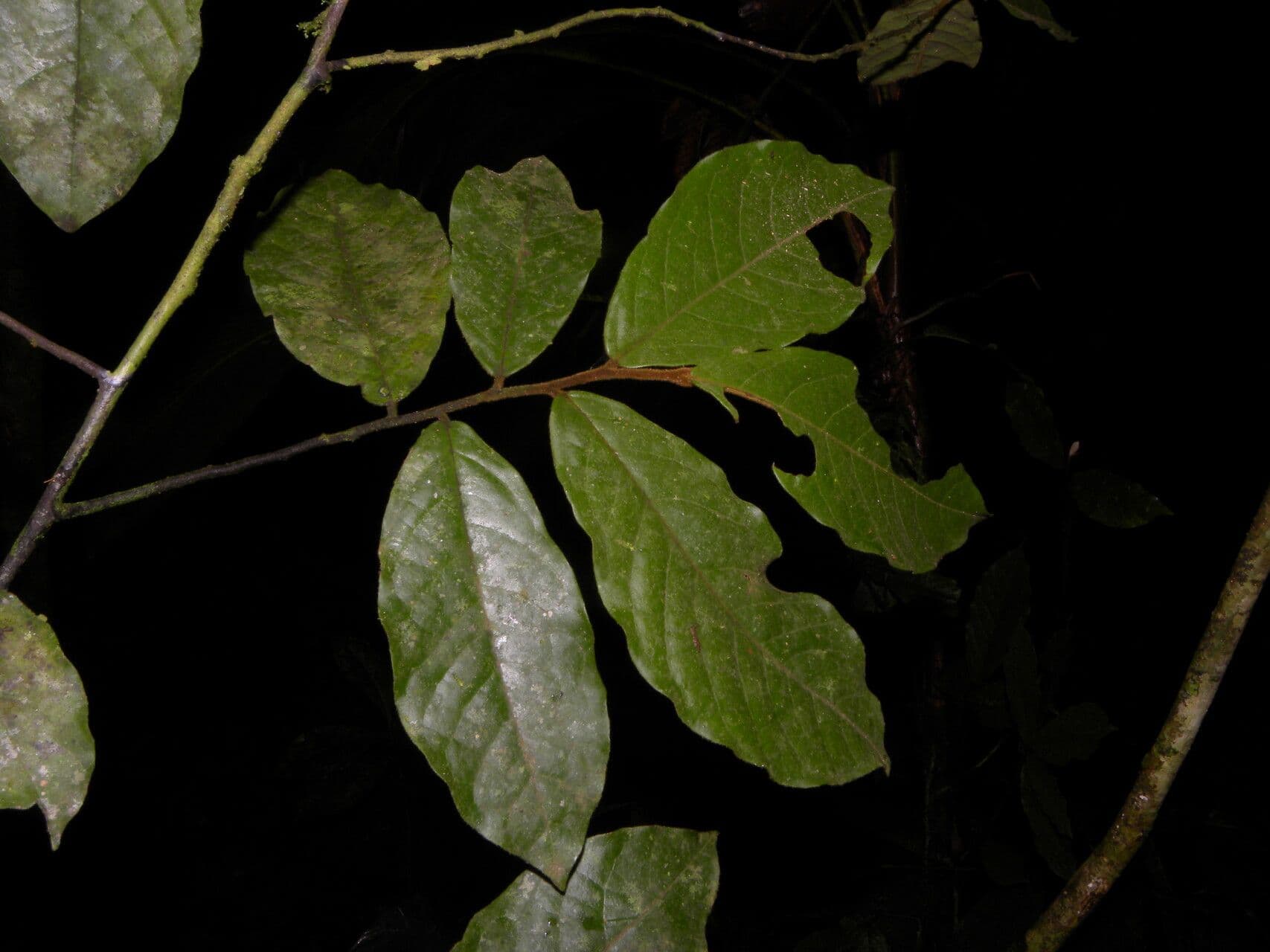 Stenanona 3