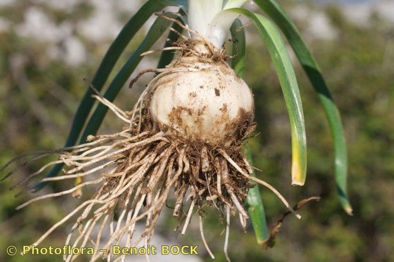 Ornithogalum 3