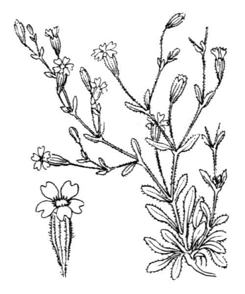 Silene sedoides 22