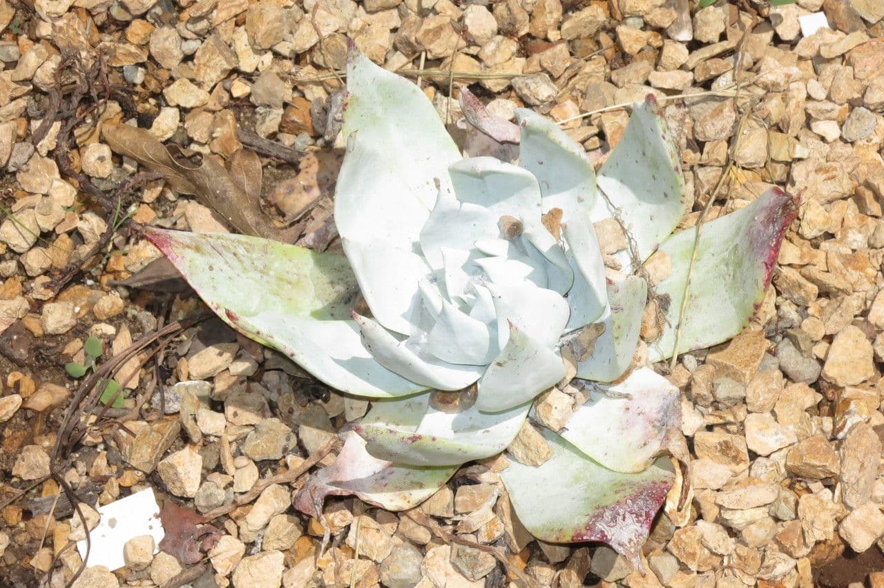 Dudleya Brittonova 4