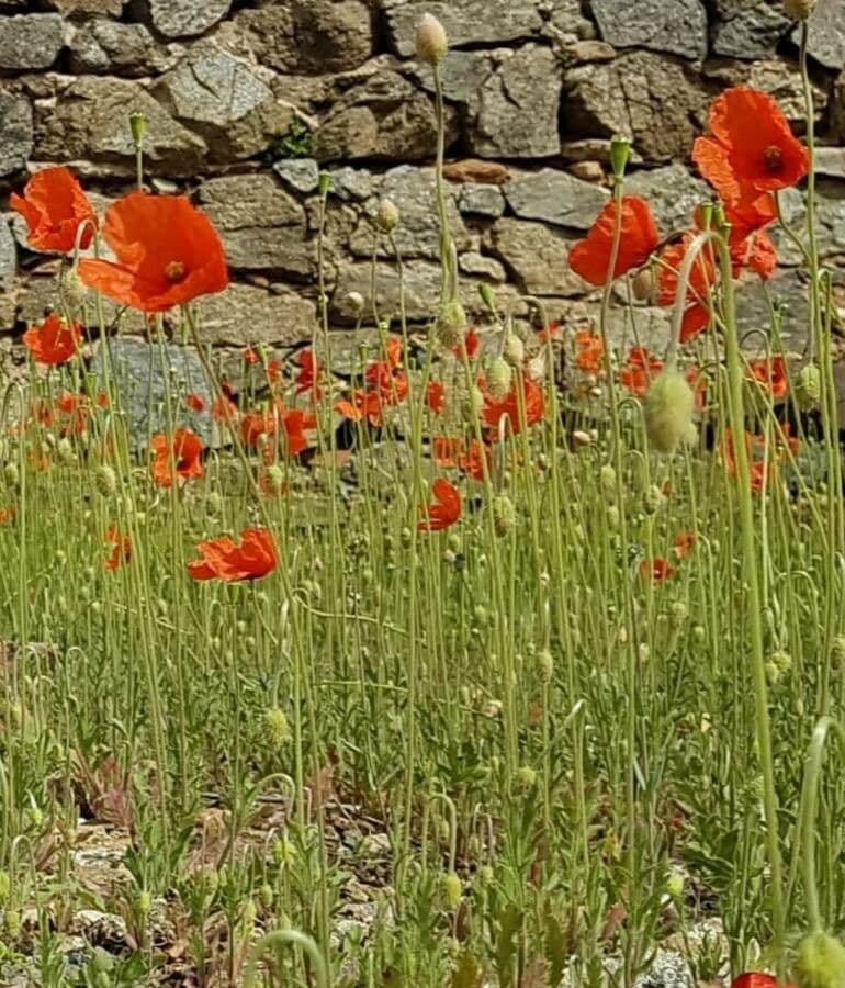 Saat-Mohn 14