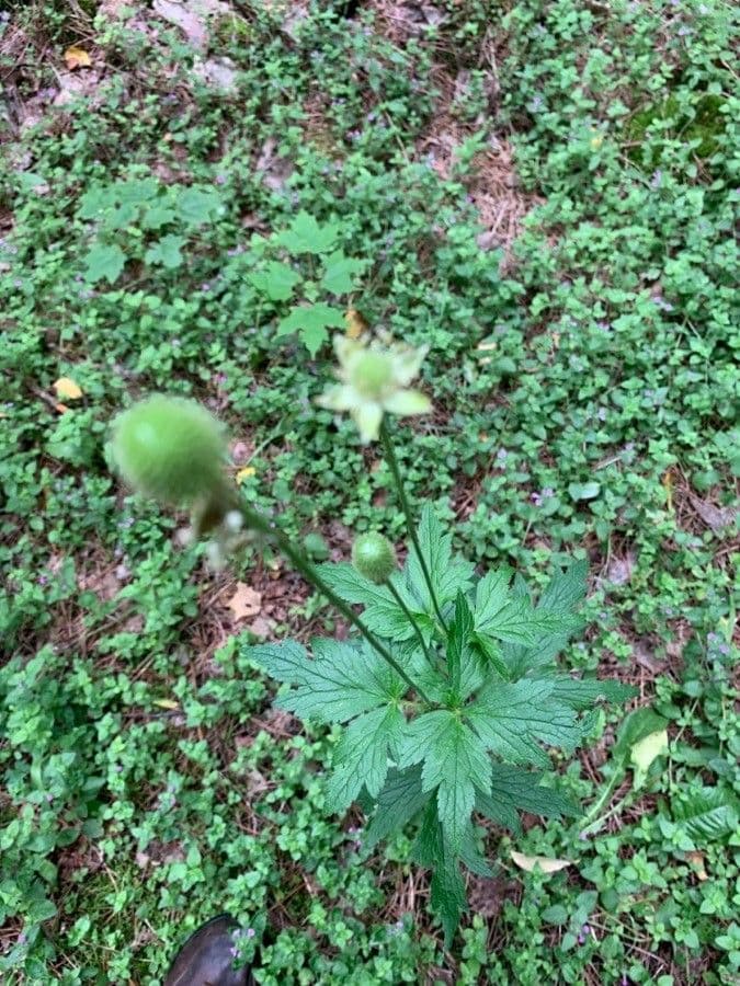 Anemone della Virginia 19
