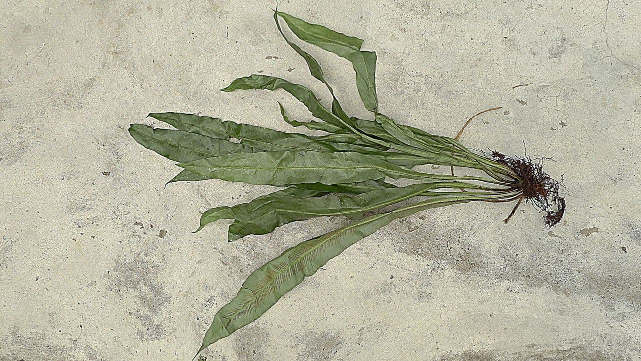 Asplenium serratum 6