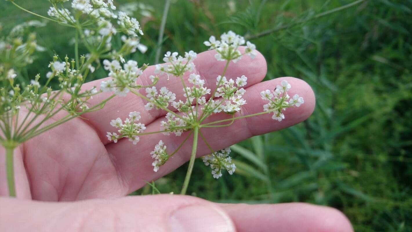 Kerbelrübe 9