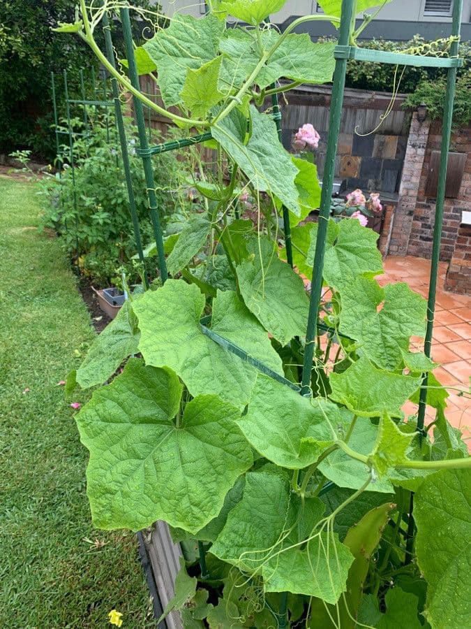 Luffa 14
