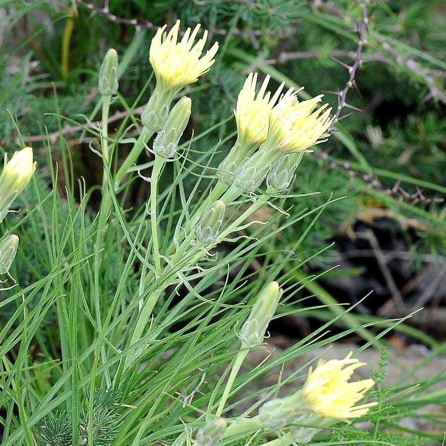 Scorzonera graminifolia 11