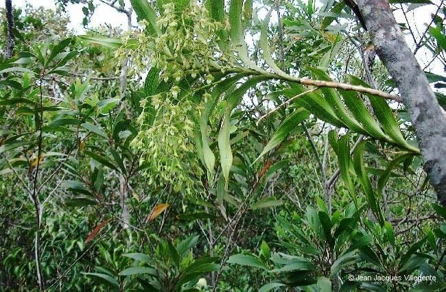 Dendrobium 2