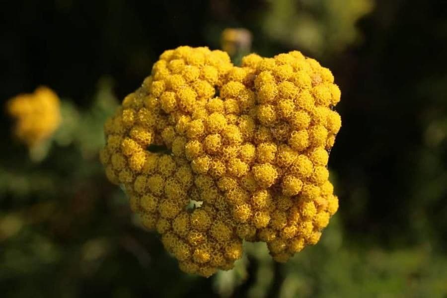Achillea