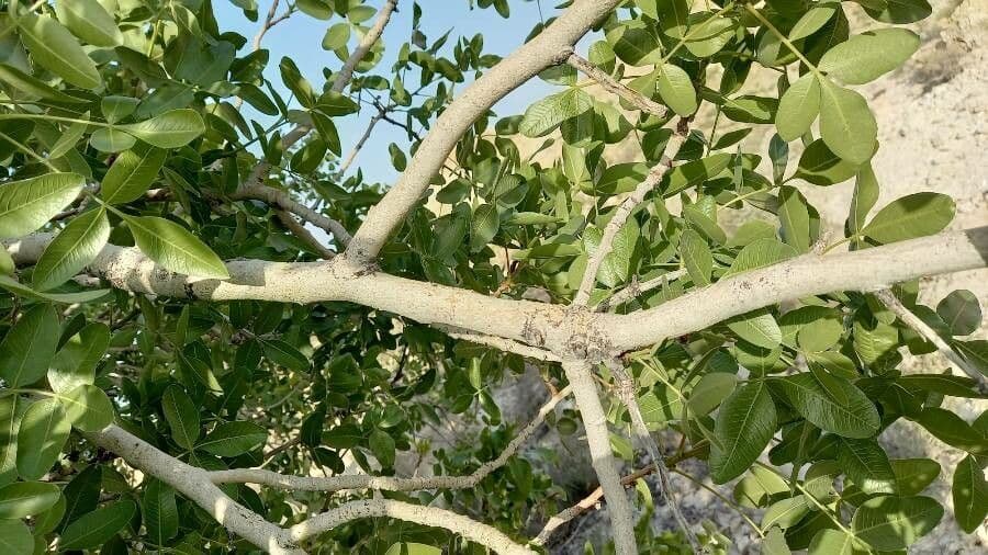 Pistacia 4