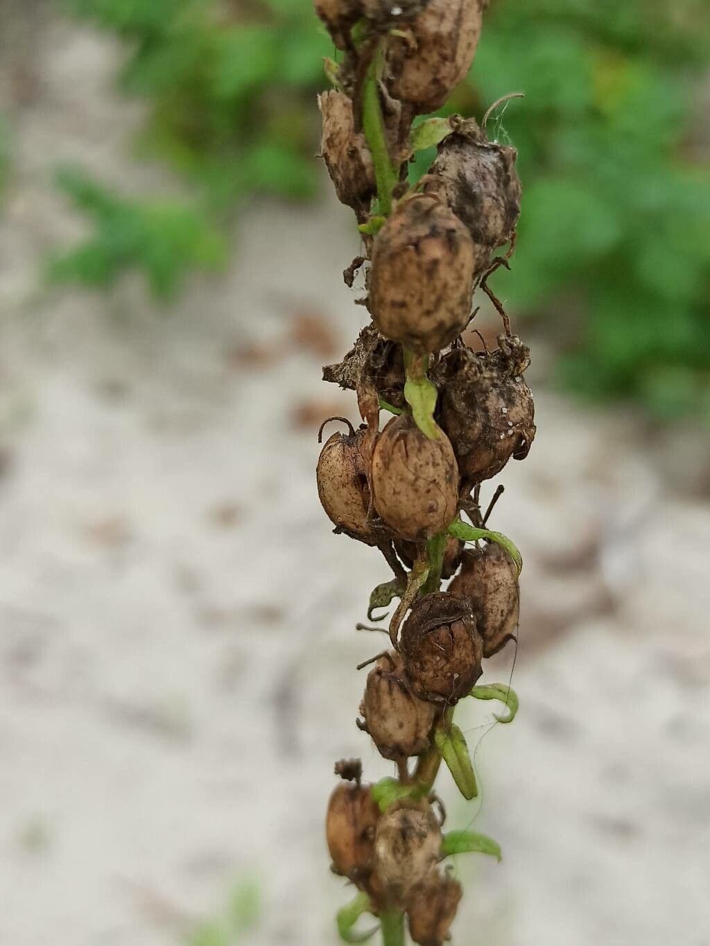 Pedicularis ascendens
