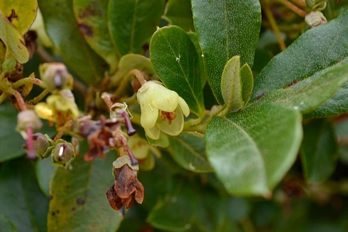 Rododendro de flor corta