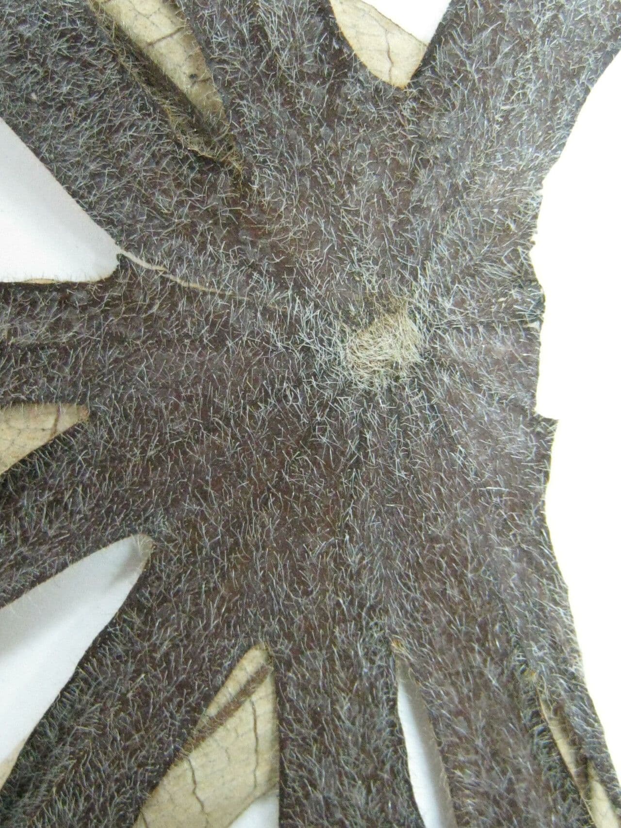 Cecropia 2